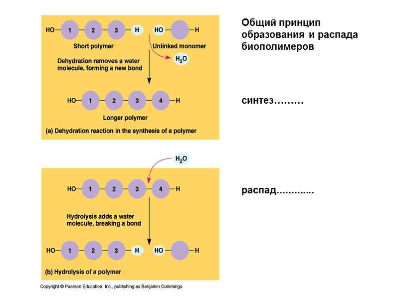 Общий принцип образования и распада биополимеров   синтез………     распад.............
